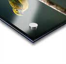 Golden Morning Song Acrylic print