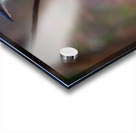 Tropical Daydream Acrylic print