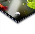 The Nectar Dancer Acrylic print