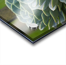 Succulent Rosettes Impression Acrylique