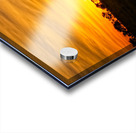 Savanna Gold Acrylic print