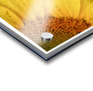 Sunflower Glow Impression Acrylique