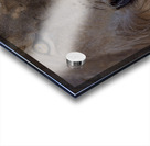 Close Look Acrylic print