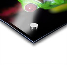 Red-Eyed Tree Frog Acrylic print