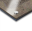 Cheetah on Patrol Acrylic print