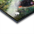 Little Leader Acrylic print