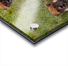 Cheetah Siblings at Rest Impression Acrylique