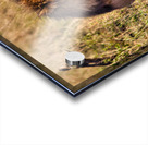 Majestic Morning King Acrylic print