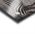 Zebras at Rest Impression Acrylique