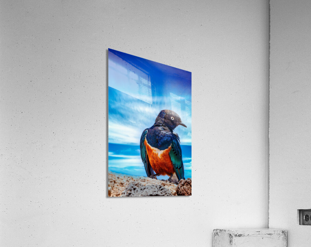 Skyfire Starling Impression acrylique