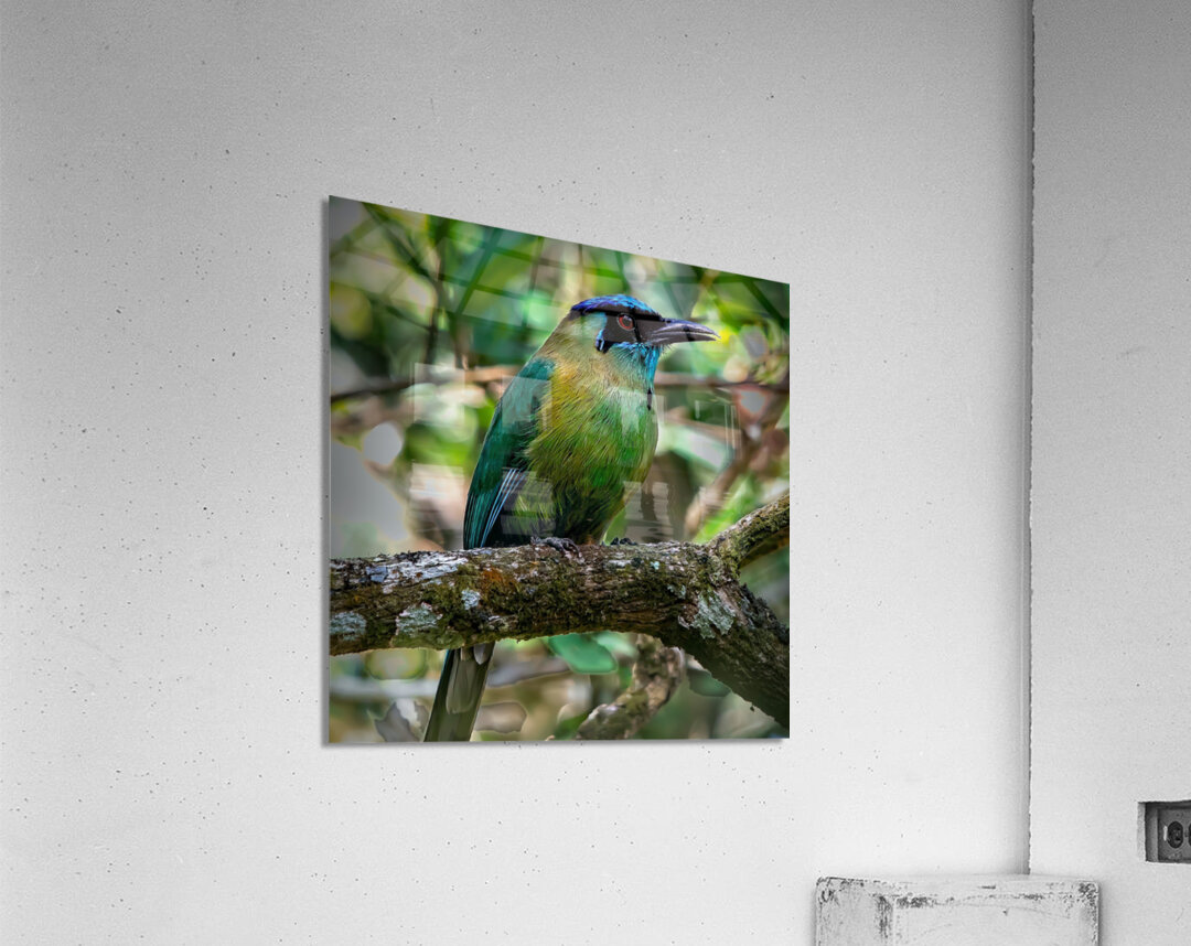 Jungle Jewel Acrylic Print