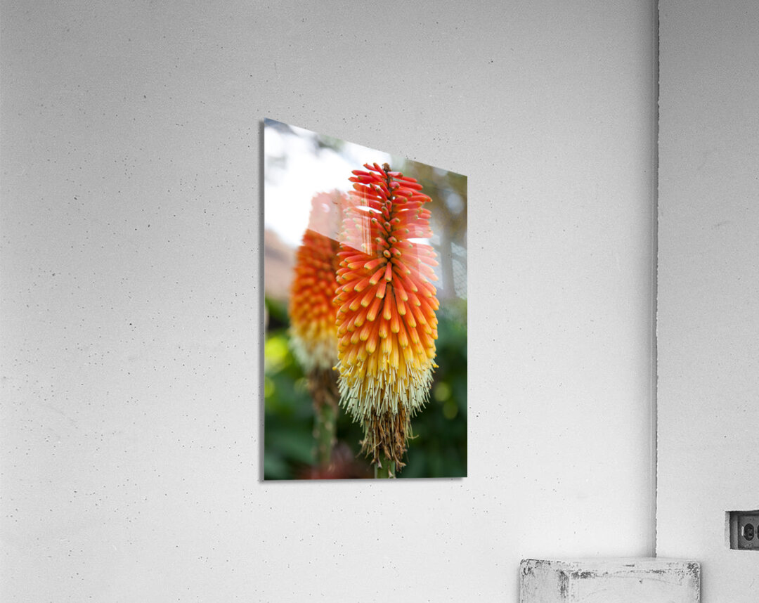 Fire Dance Bloom Impression acrylique