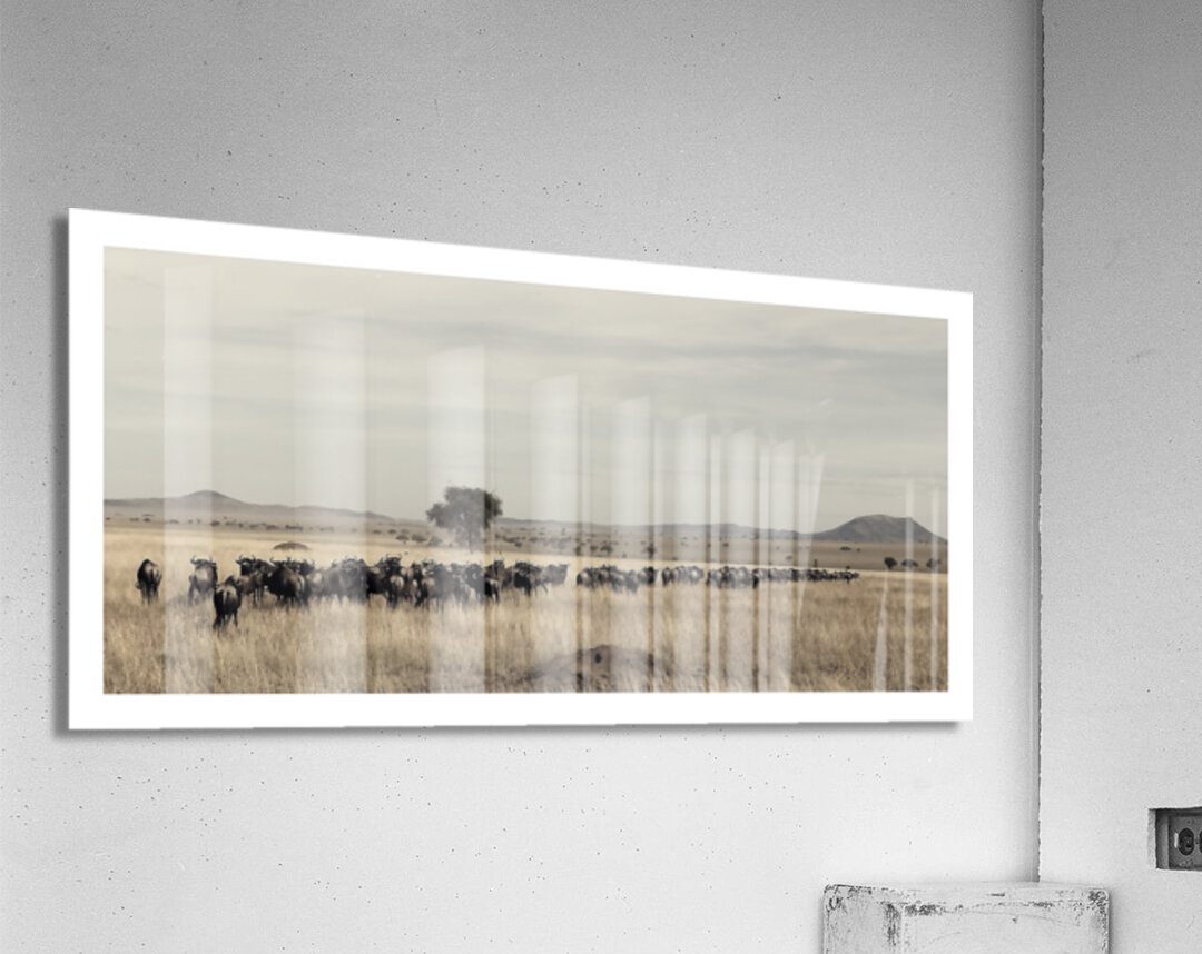 The Long Trek Acrylic Print