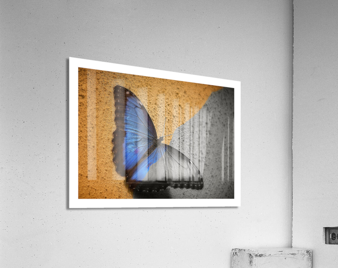 Blue Wing Beauty Acrylic Print