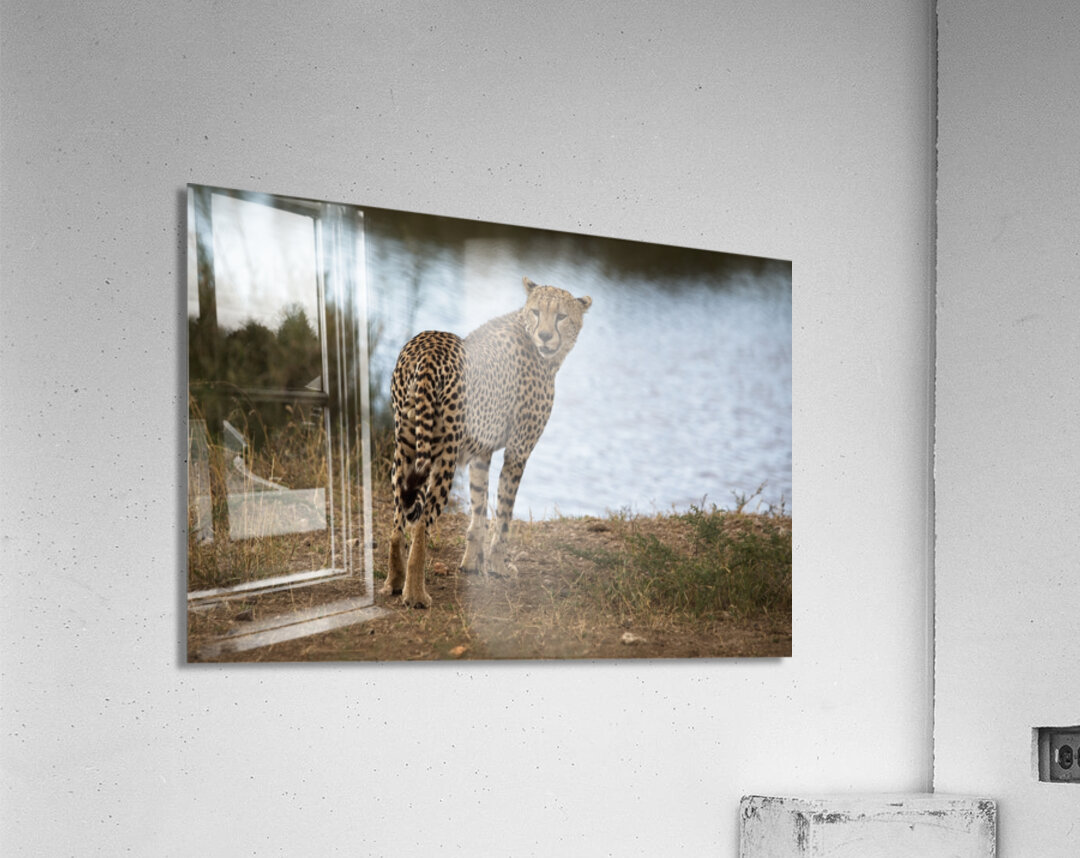 Cheetah by the Water Acrylic Print