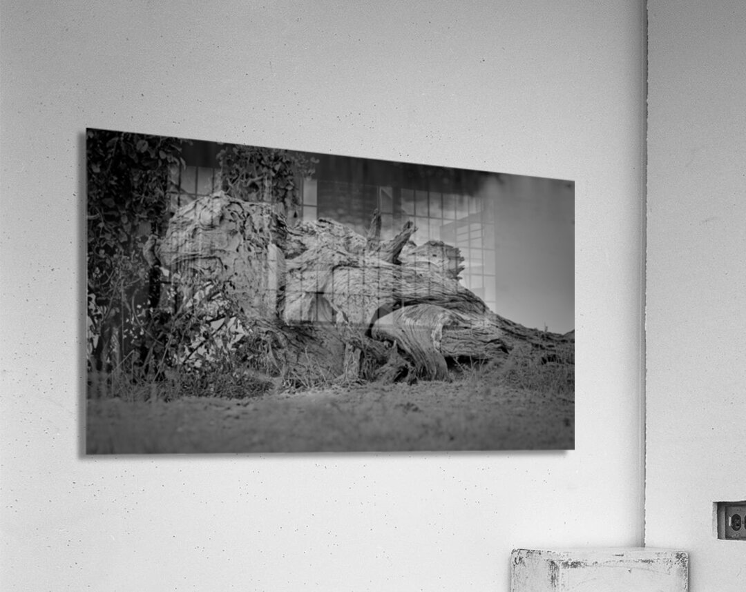 Nature’s Driftwood Sculpture Impression acrylique