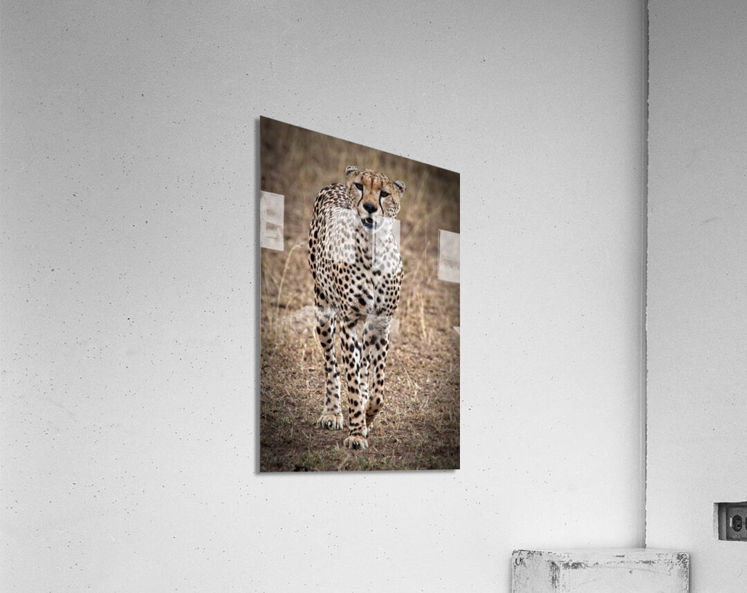 Cheetah Walk Acrylic Print