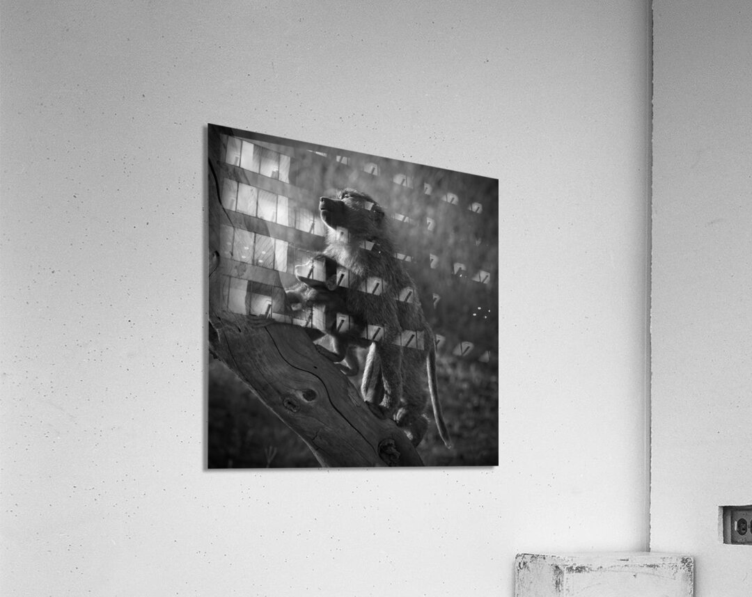 Baboons in Morning Light Impression acrylique