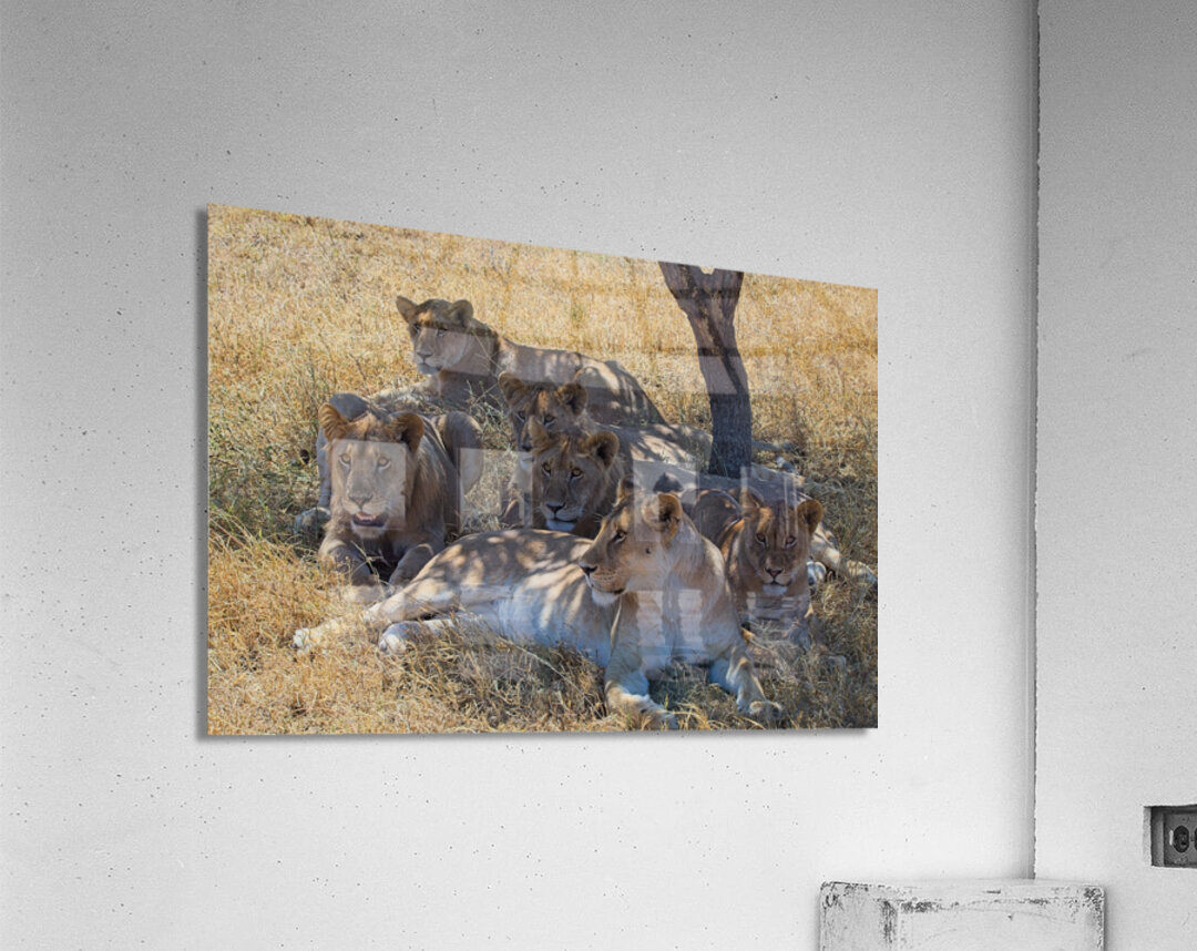 Pride at Rest Acrylic Print