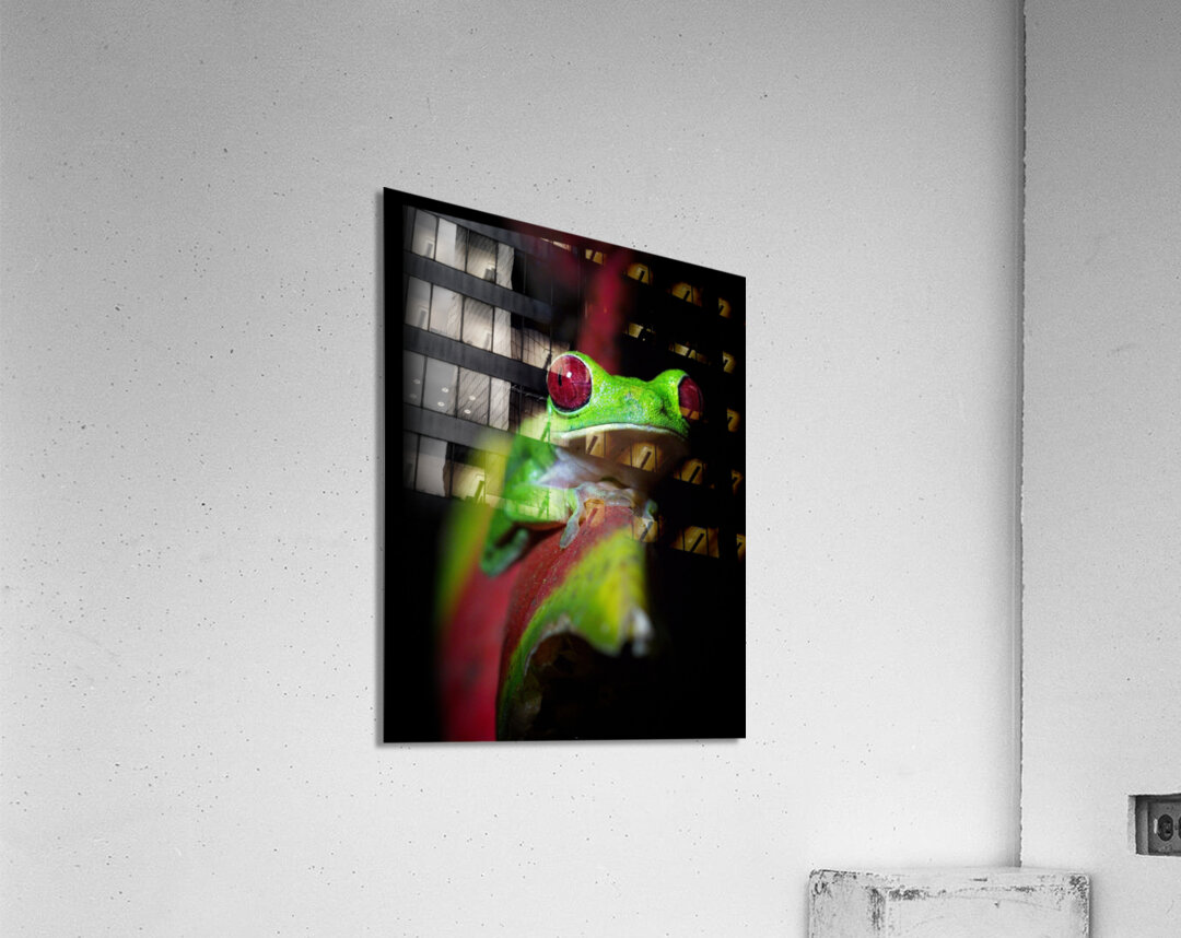 Red-Eyed Tree Frog Acrylic Print