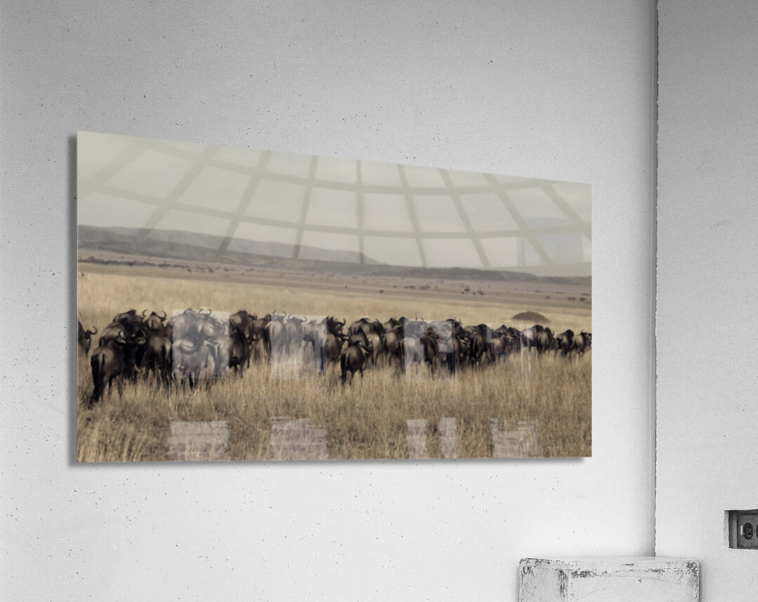 Wildebeest Migration Line Acrylic Print