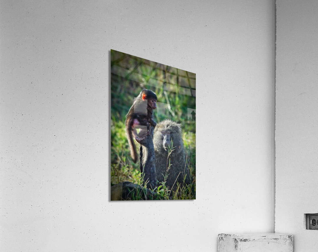 Little Leader Acrylic Print