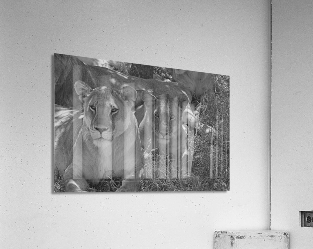 Sisters of the Savannah Impression acrylique