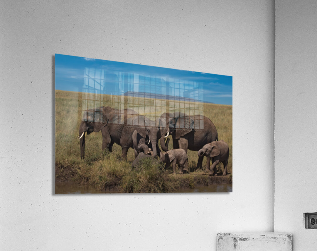 Elephant Family Gathering Acrylic Print