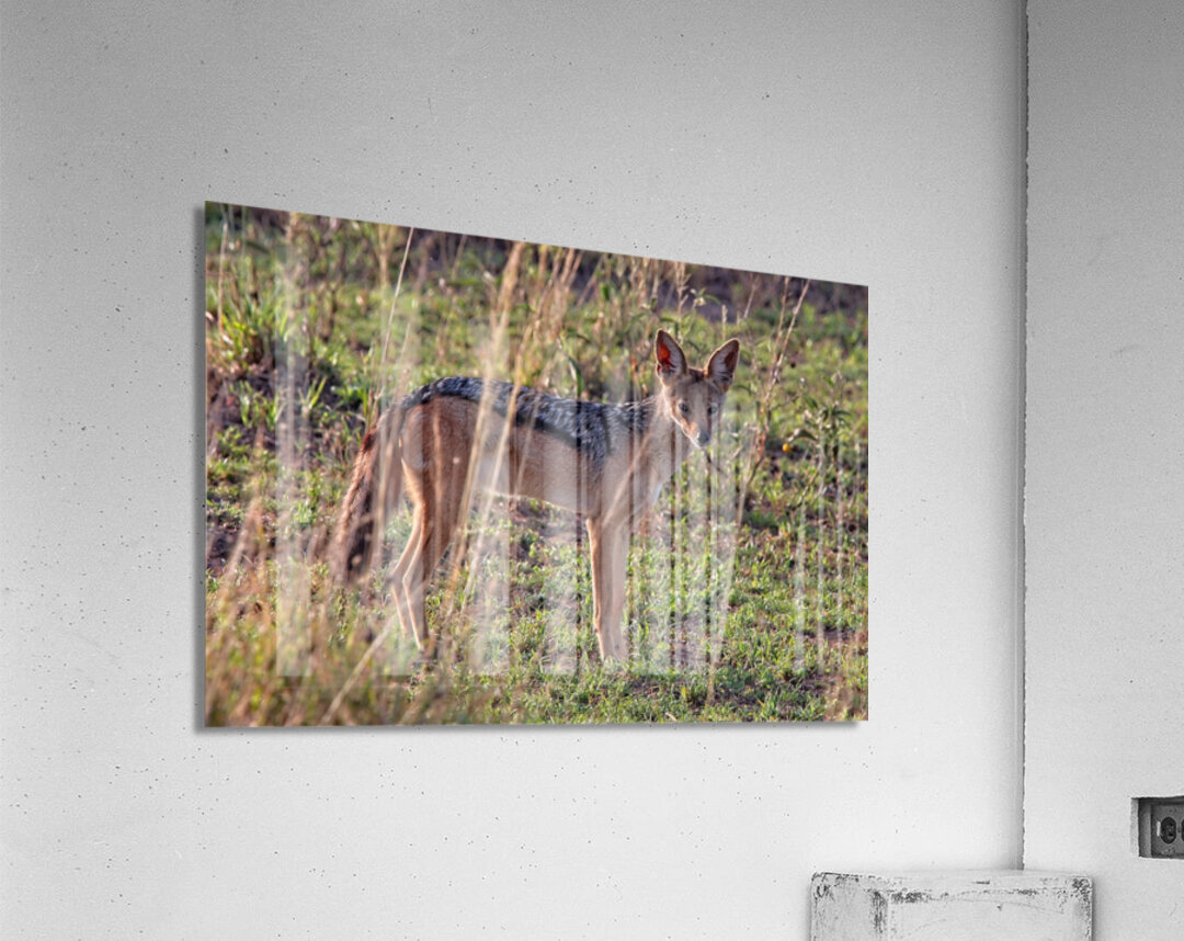 Silent Watcher of the Plains Acrylic Print