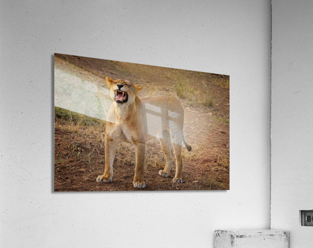 Roar of the Morning Impression acrylique