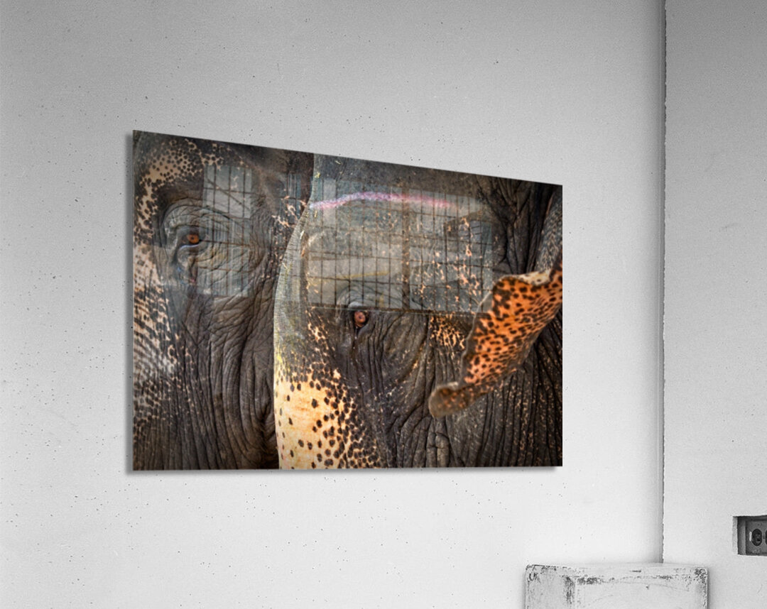 Ancient Companions Acrylic Print