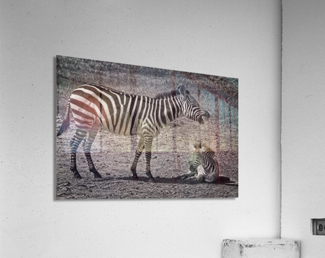 Zebras at Rest Impression acrylique