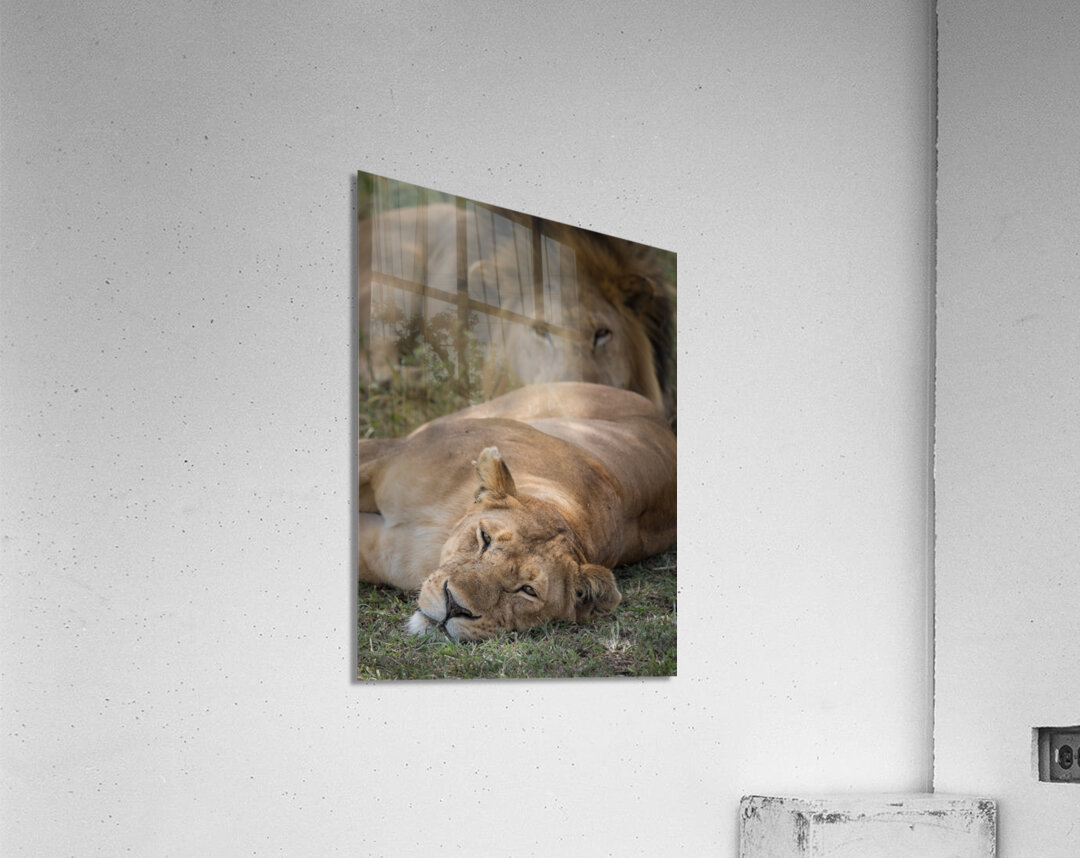 Royal Rest Acrylic Print