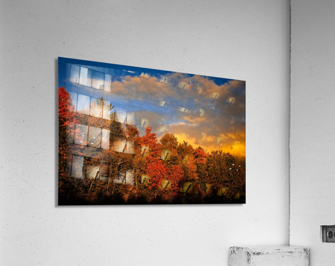 Golden Hour in the Treetops Acrylic Print