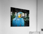 IMG 8095  Acrylic Print