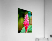 355A4291  ZAPATITOS LINDOS  Acrylic Print