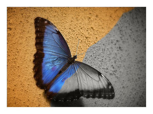Blue Wing Beauty Print