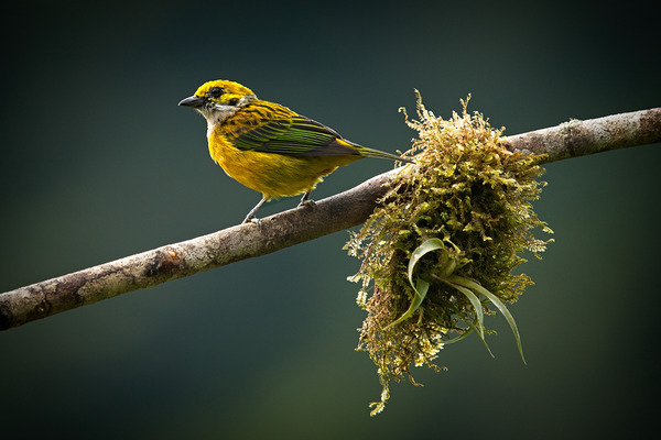 Golden Morning Song Print