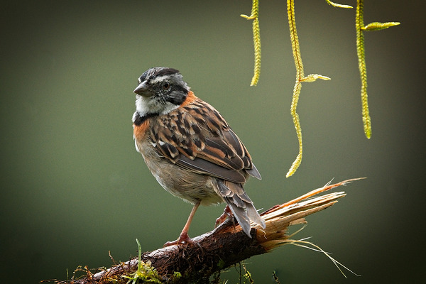 Perched in the Green Mist Print