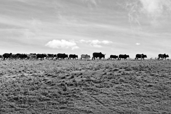 The Long Walk Home Print