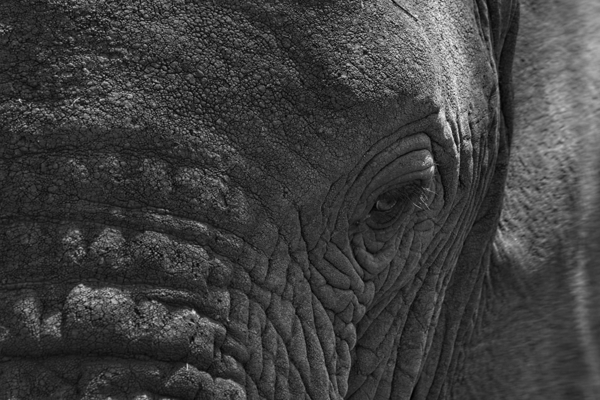 Wisdom in the Wrinkles Print