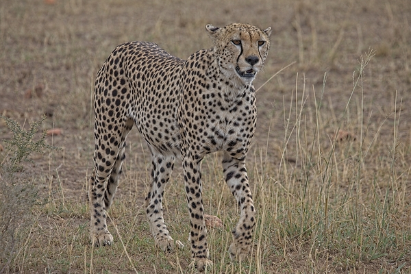 Cheetah on Patrol Print