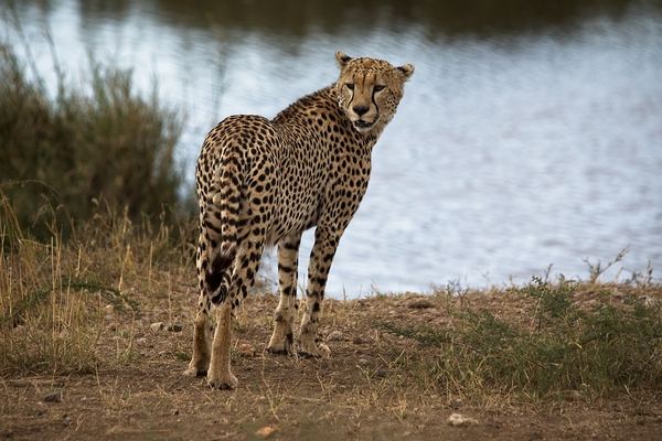 Cheetah by the Water Print