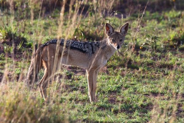Black-Backed Jackal Print