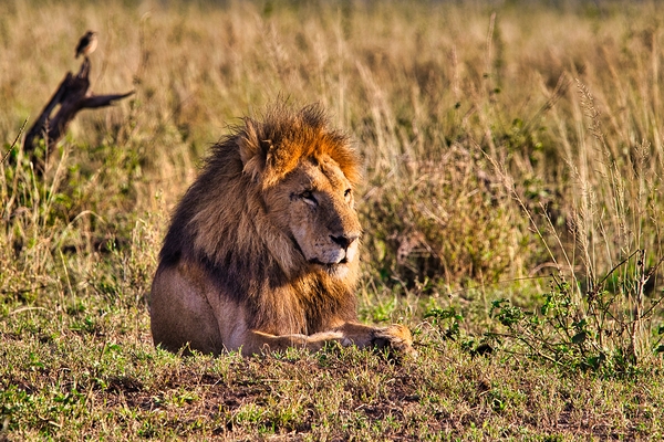 Majestic Morning King Print