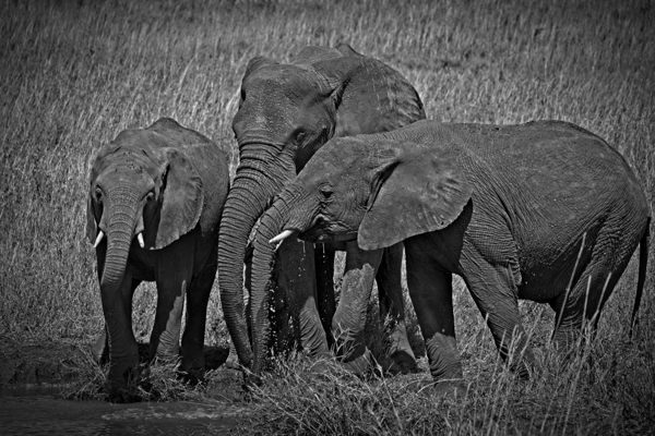 Elephants at the Waterhole Print