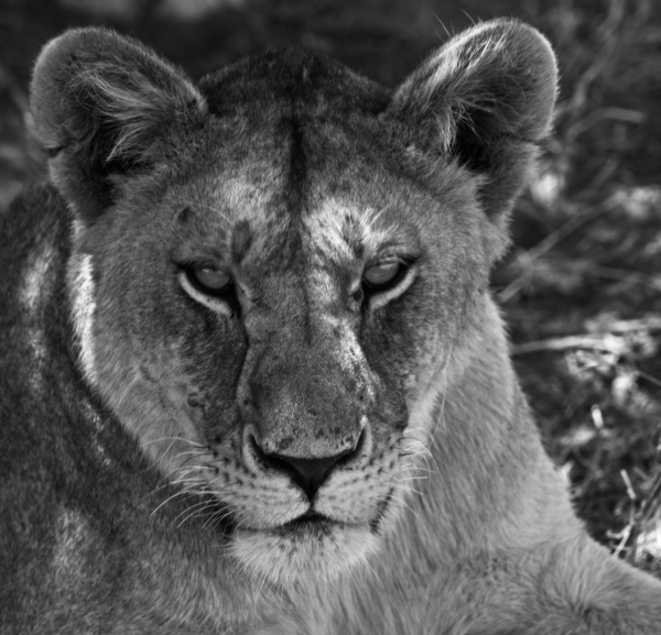 The Lioness Stare Print
