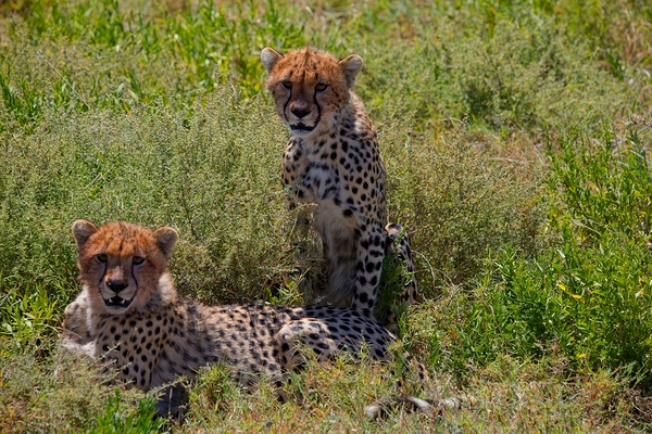 Cheetah Siblings at Rest Print