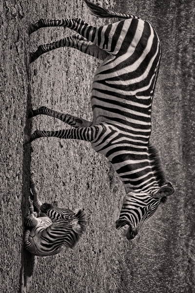 Zebras at Rest Print