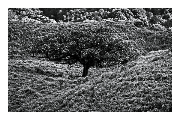 Lone Tree in the Hills Print